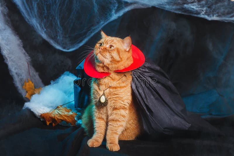 cat vampire costume