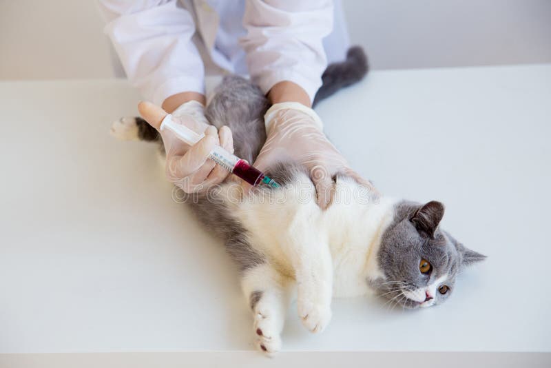 Cat in a vet clinic stock image. Image of clinic, male 107633045