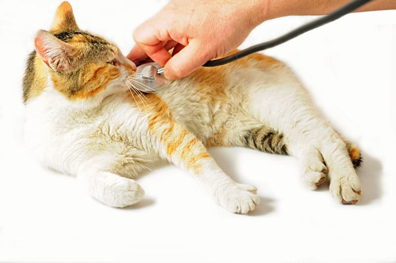 Cat Veterinarian Examination Stock Image Image of language, gray