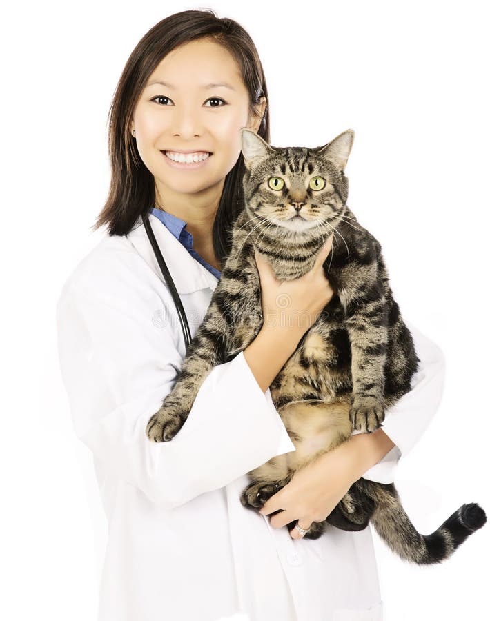 Cat and veterinary doctor royalty free stock photography Cat and veterinary doctor royalty free stock photography