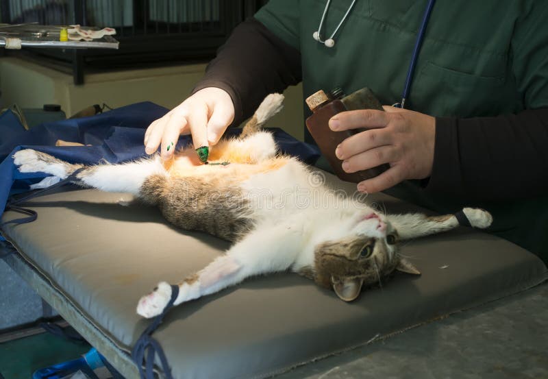 cat surgery veterinary spayed much cost spay does authentic natural light animals clinic preview dreamstime