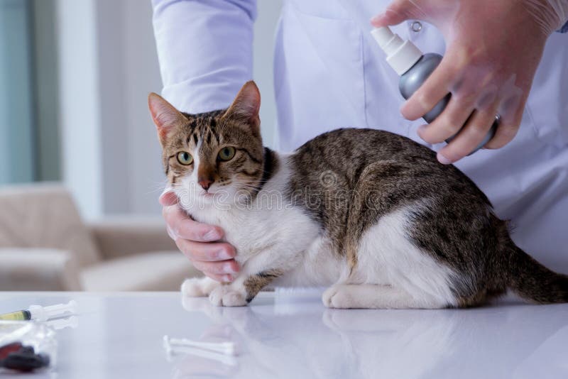 The Cat Visiting Vet for Regular Check Up Stock Photo Image of