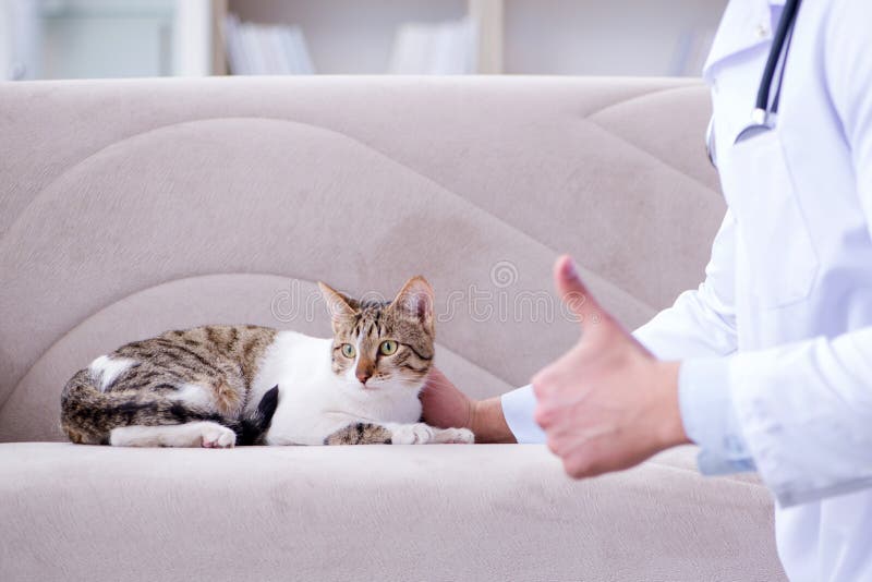Cat Thumbs Up Stock Photos Free & RoyaltyFree Stock Photos from