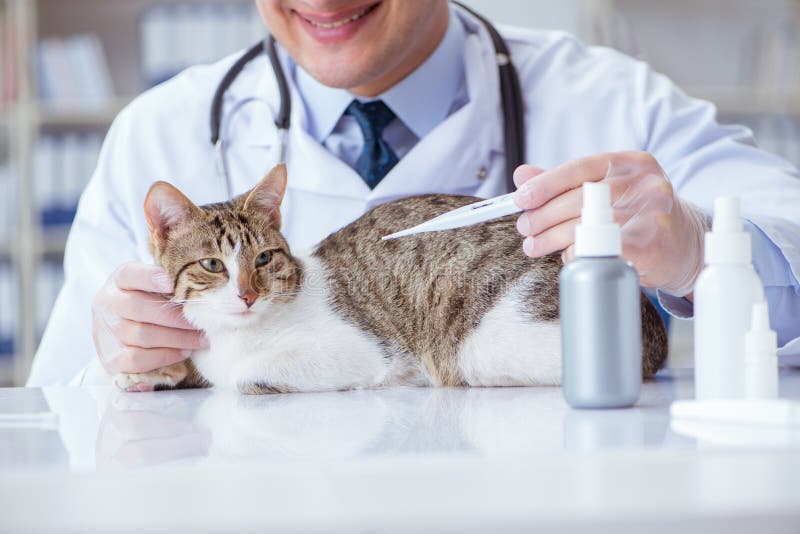 Cat Visiting Vet for Regular Checkup Stock Photo Image of illness, equipment 98957056
