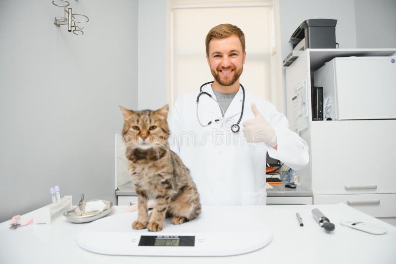 Cat Visiting Vet for Regular Checkup Stock Image Image of background