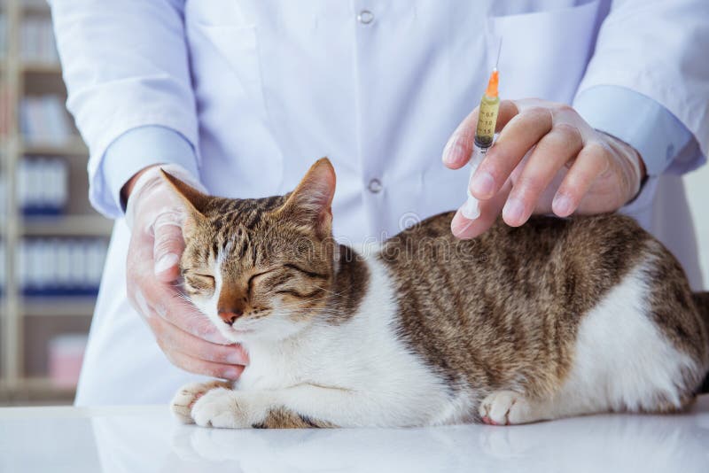 Cat Visiting Vet for Regular Checkup Stock Image Image of illness, immunization 101186553