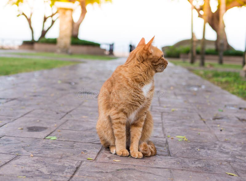  Cat  wait  for the owner  stock photo Image of beautiful 