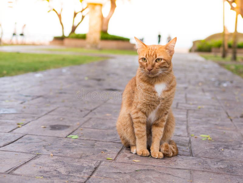  Cat  wait  for the owner  stock photo Image of domestic 