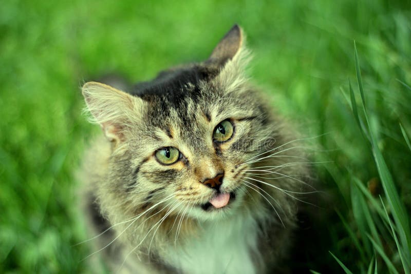 Cat walk stock image. Image of plant, whiskers, wildlife 220931383