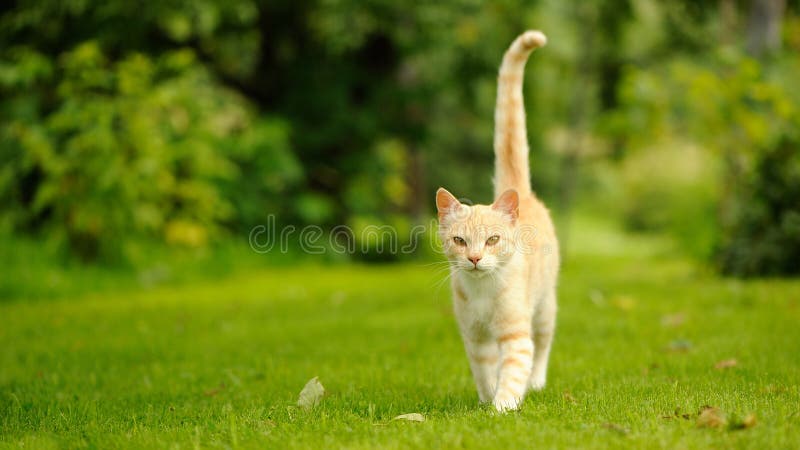 A graceful red cat walking on green grass. A graceful red cat walking on green grass