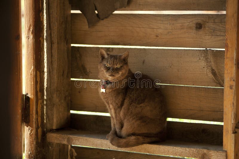 Cat is walking on the fence