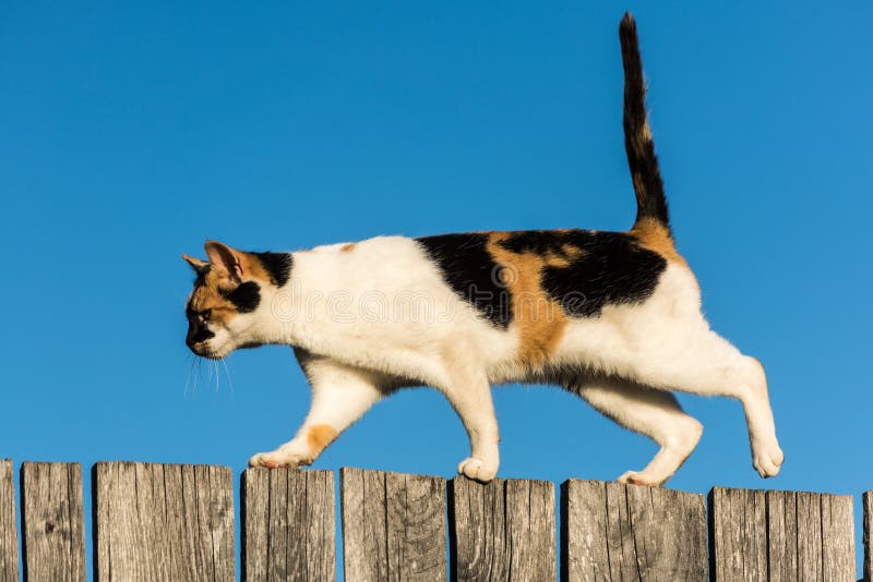 Cat walking on the fence on blue sky background.