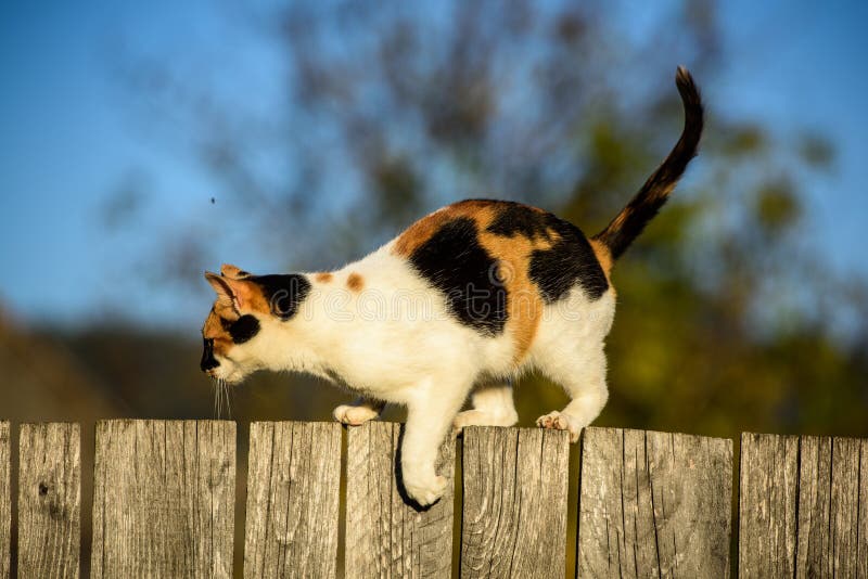 Cat walking on the fence on blur background.