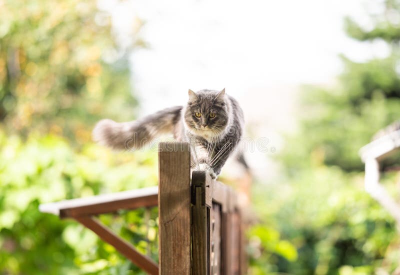 Cat walking on fence outdoors