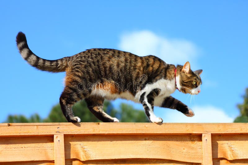 Cat walking on fence