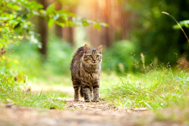 Cat Walking In The Forest Stock Photo Image 68610468
