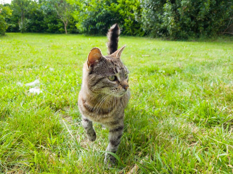 Cat walking in the garden stock photo. Image of walking - 193292382