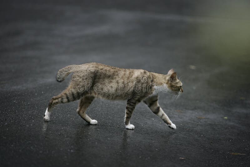 Walking cat stock photo. Image of eyeys, playful, studio 8428718