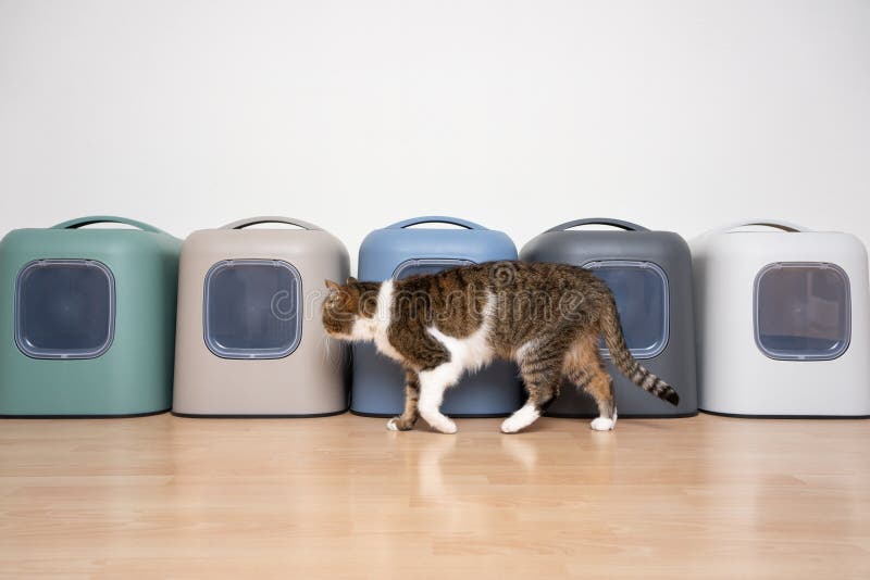 Cat Walking Past a Row of Different Colored Litter Boxes Stock Photo