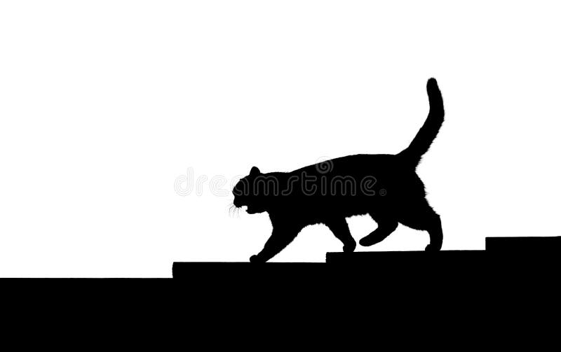 Cat Walking Stairs Isolated on White Stock Photo Image of nature