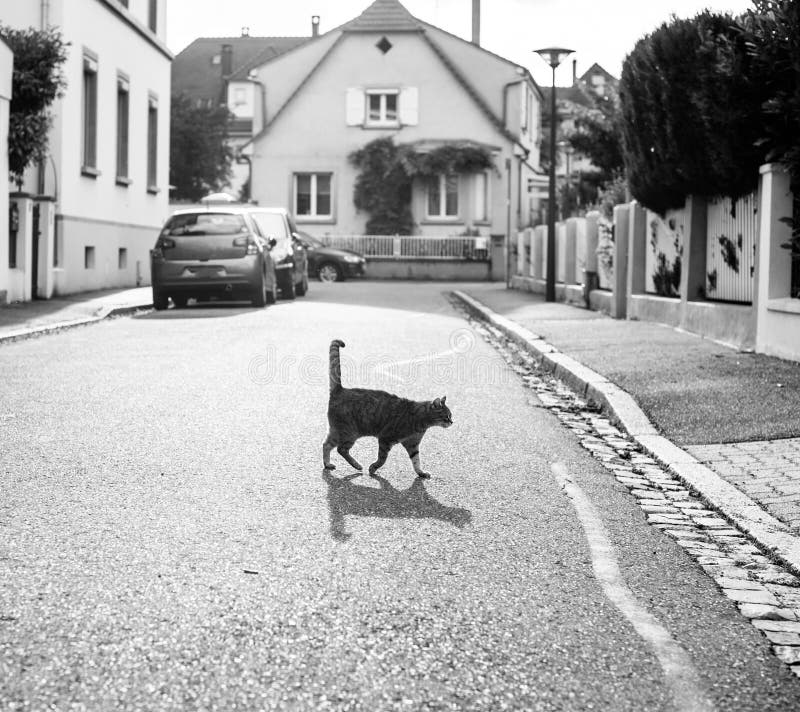 Cat walking on the streets of French street leaving beautiful sh. Look, hungry.