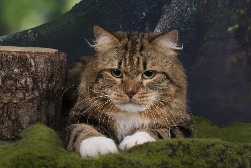 Cat Walks in the Woods on a Summer Day Stock Image Image of family