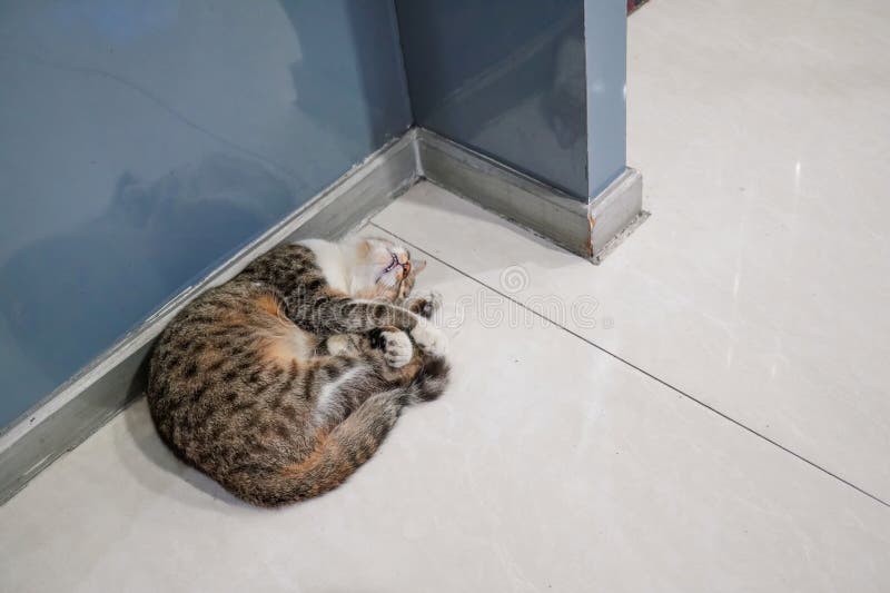The cat was fast asleep and curled up in the corner of the ceramic floor design. Ceram stock images, royalty-free photos and pictures