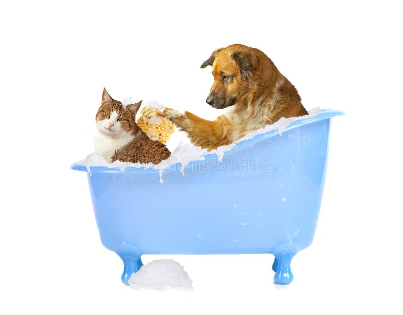 Cat-wash
