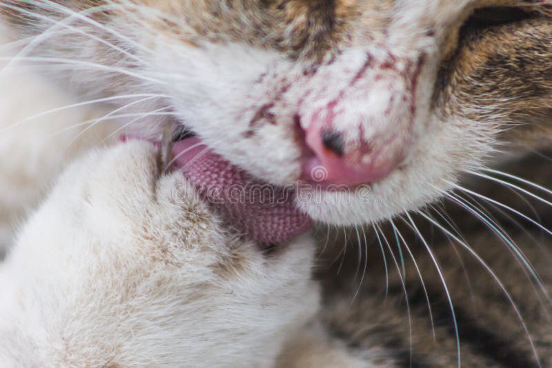 labeled cat tongue close up