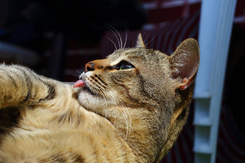 1,140 Cat Washing Face Stock Photos Free & RoyaltyFree Stock Photos
