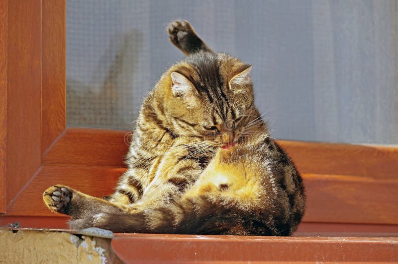 Cat washing itself stock photo. Image of domestic, background 20589564