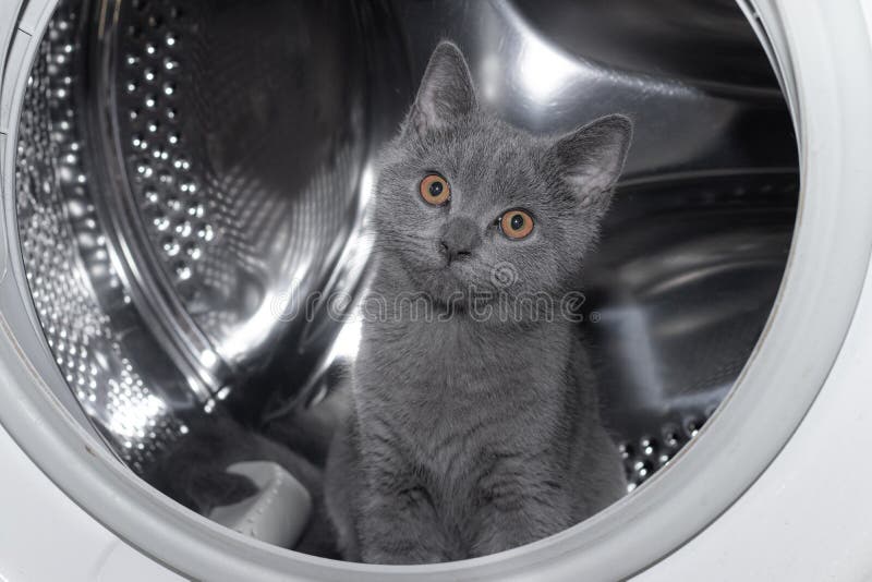 Cat in the Washing Machine . Washing Machine. Pet. Drum Machines