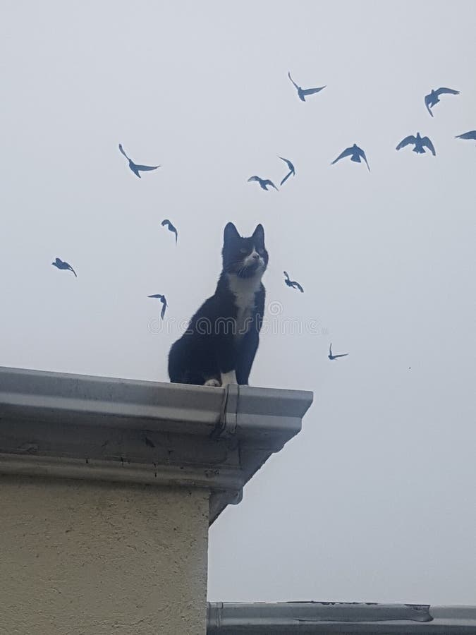 Cat watches birds stock image. Image of watching, roof 129257531