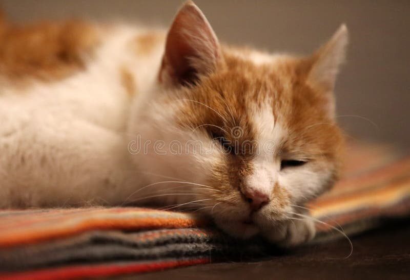Cat Watches Up on a Blanket Stock Photo Image of male, doze 236228402