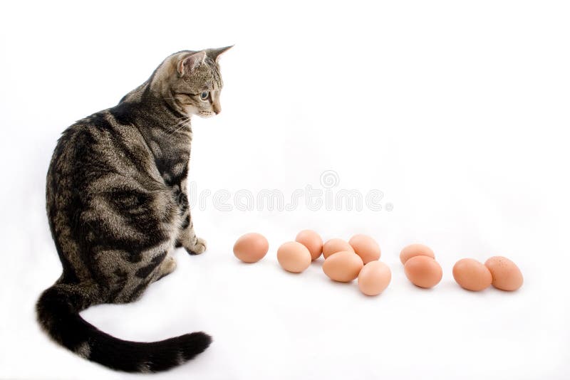 Cat watching eggs