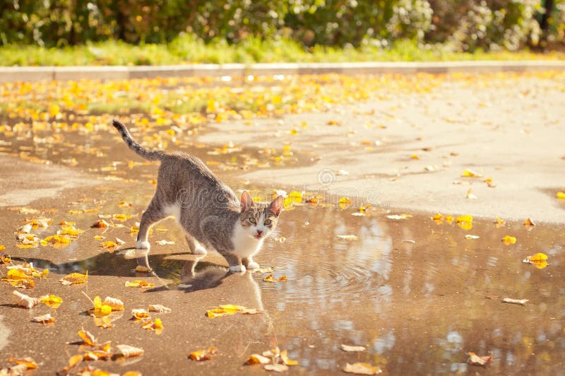Cat on a watering place stock image. Image of house, nature 30487687