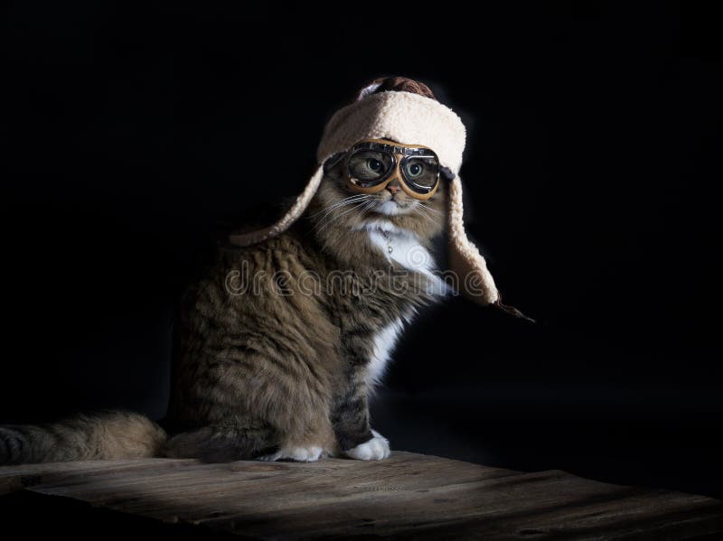Cat Wearing Aviator Cap