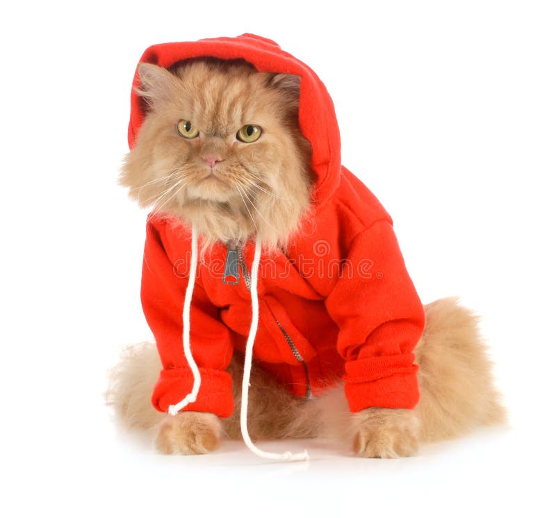 jackets for cats