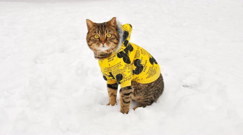 Cat In Winter A Coat 1 Stock Photo - Download Image Now - Winter