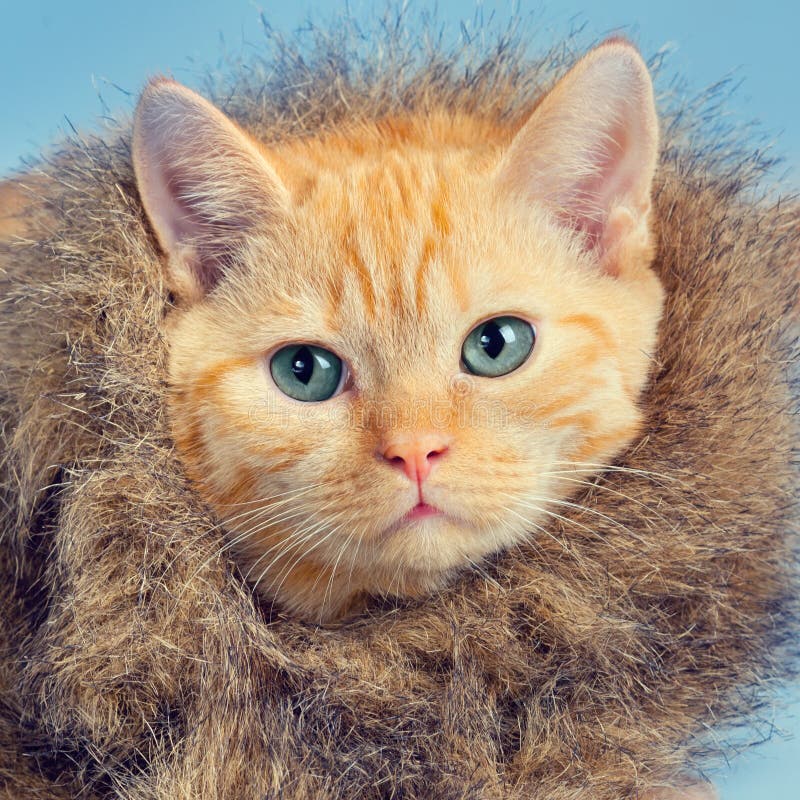 Cat wearing fur coat stock photo. Image of cold, kitten 60845294