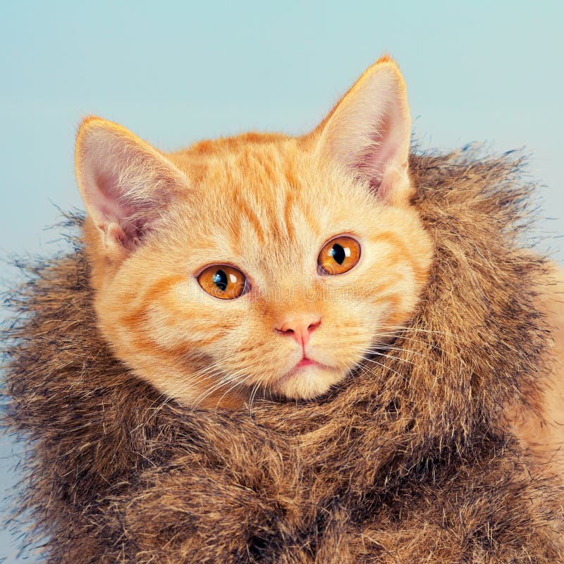 15,900+ Cat Wearing Coat Stock Photos, Pictures & Royalty-Free