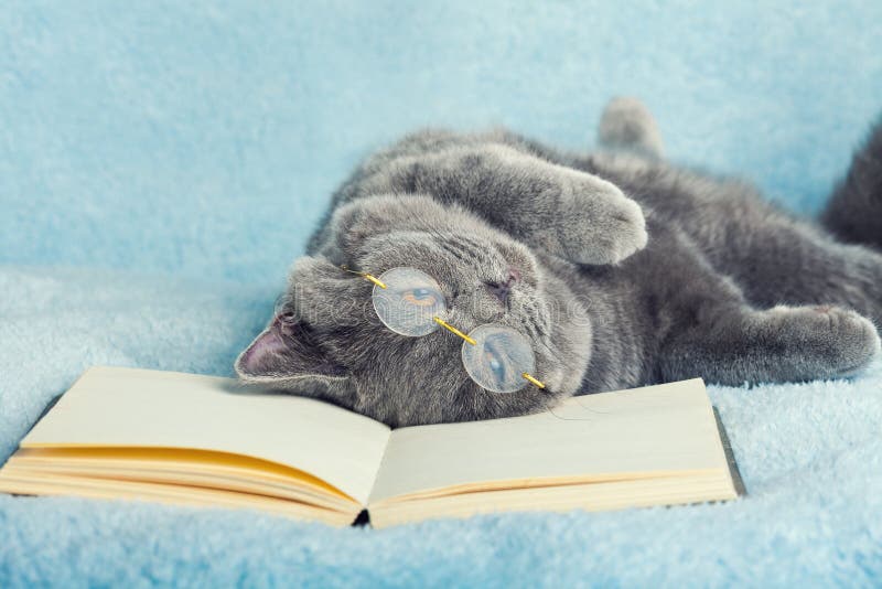 Cat wearing glasses lying on a book royalty free stock photography