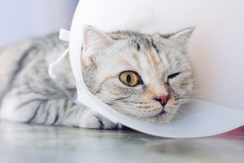 Cat Wearing Cone Collar stock image. Image of wearing 6077551