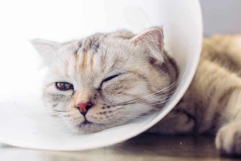 Cat Wearing a Protective Buster Collar Stock Photo Image of buster