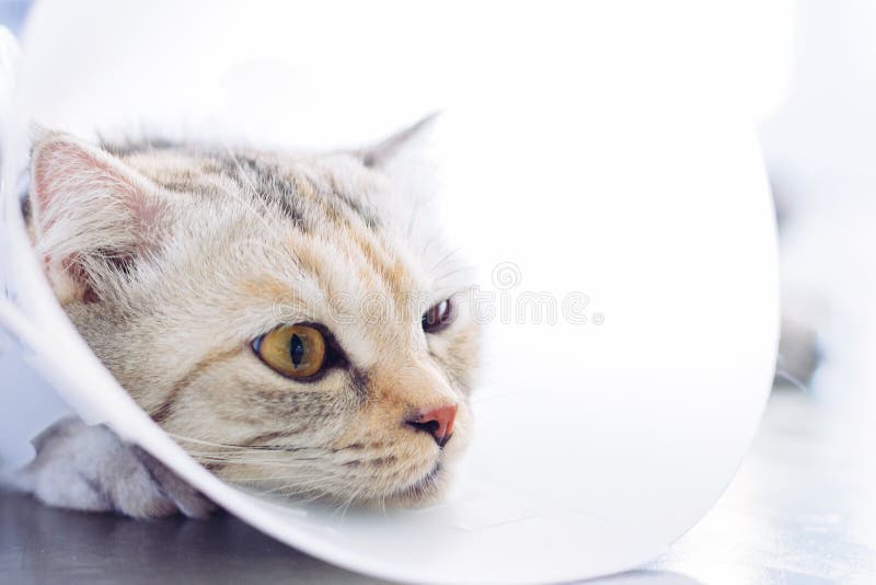 buster elizabethan collar