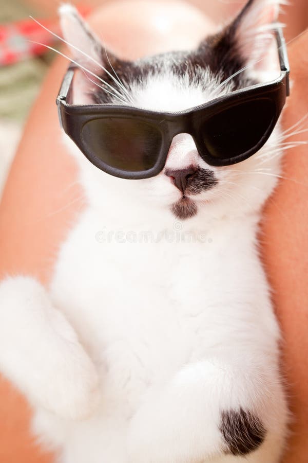 Cat wearing sunglasses stock image. Image of european 26093445