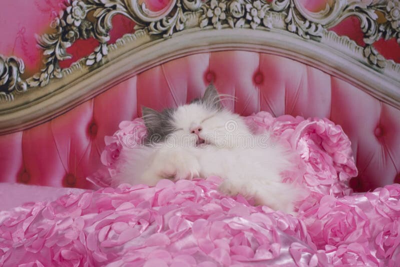 The cat went to bed in a pink bed