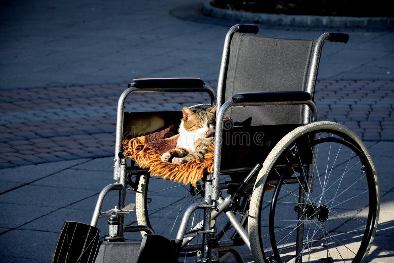 Cat on a wheelchair stock image. Image of pets, rays 67407371