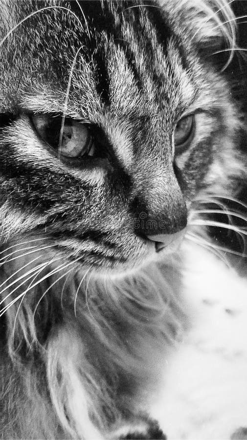 Cat, Whiskers, Black And White, Black Picture. Image 120554282