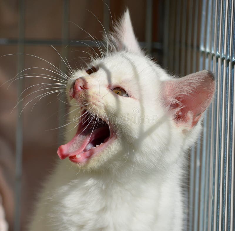 Cat, Whiskers, Facial Expression, Yawn Picture. Image 112496315